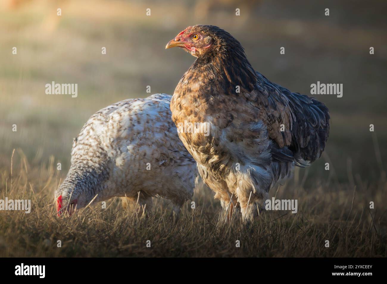 deux poulets sur la pelouse naturelle dans une ferme bio dans la belle lumière de l'aube Banque D'Images