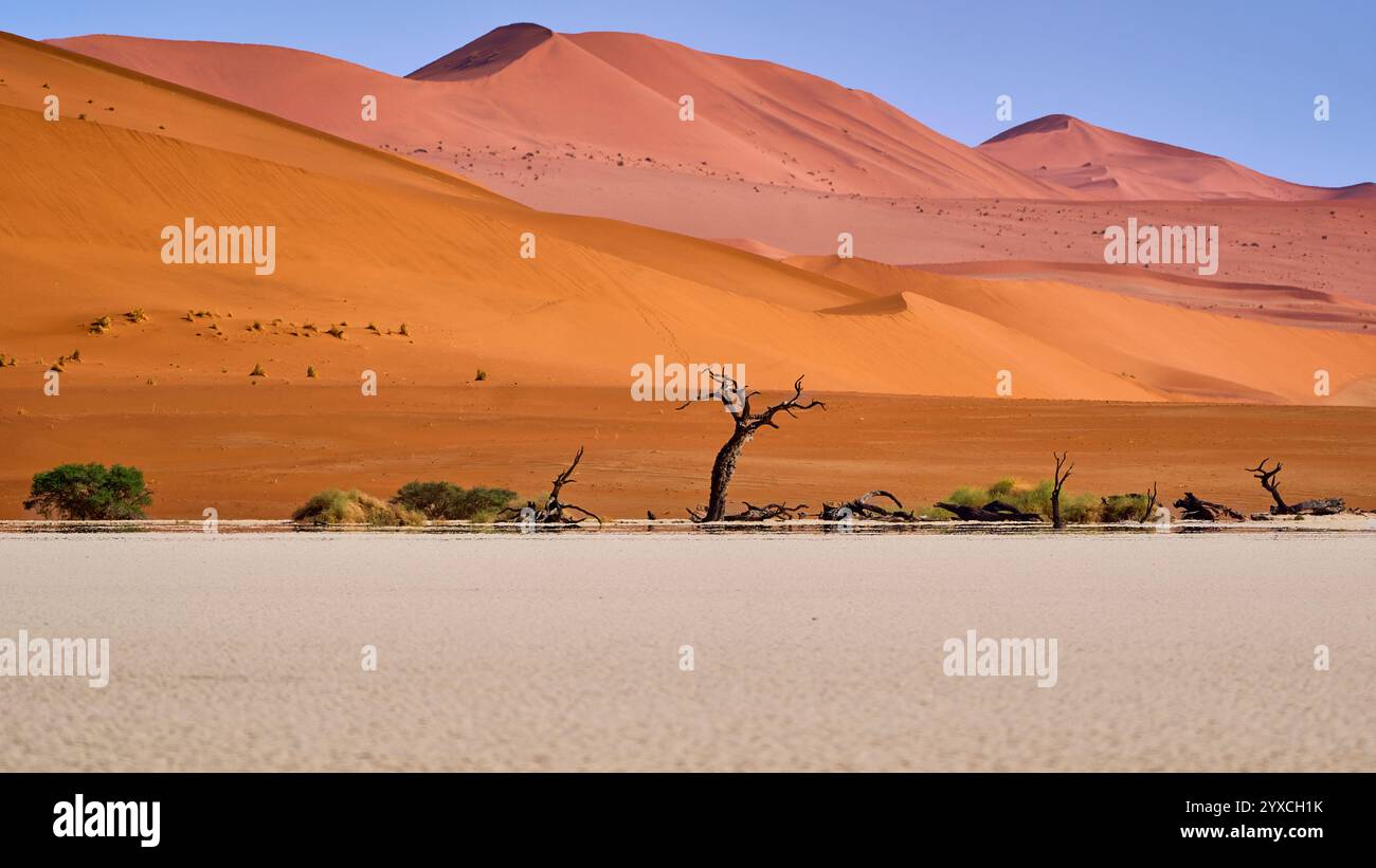 Plusieurs arbres morts, séchés et pétrifiés, une dune orange en arrière-plan, Deadvlei, Parc National de Sesriem, Namibie, Afrique. Banque D'Images