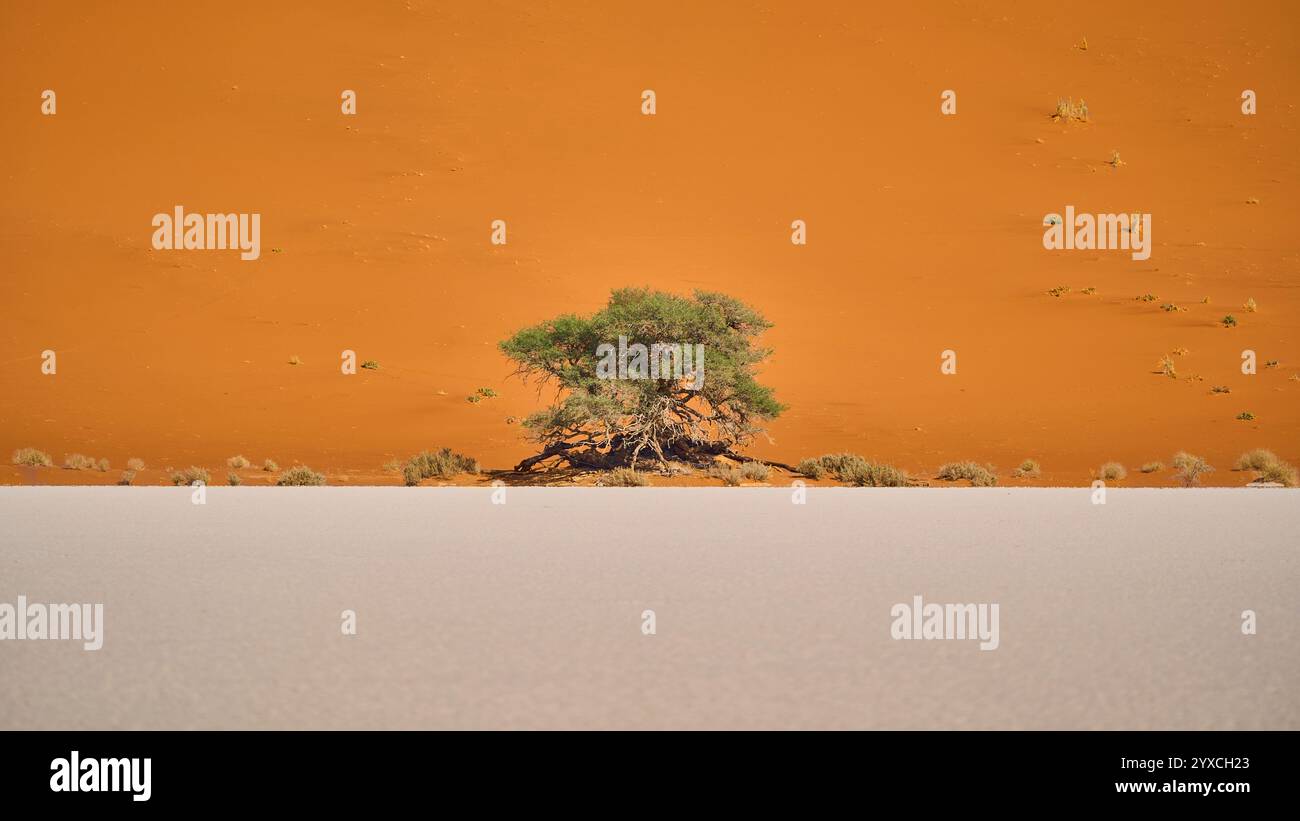 Un buisson dans le désert, des feuilles vertes contre la dune orange, au premier plan une surface de pierre blanche, Deadvlei, parc national de Sesriem, Namibie, Afrique. Banque D'Images