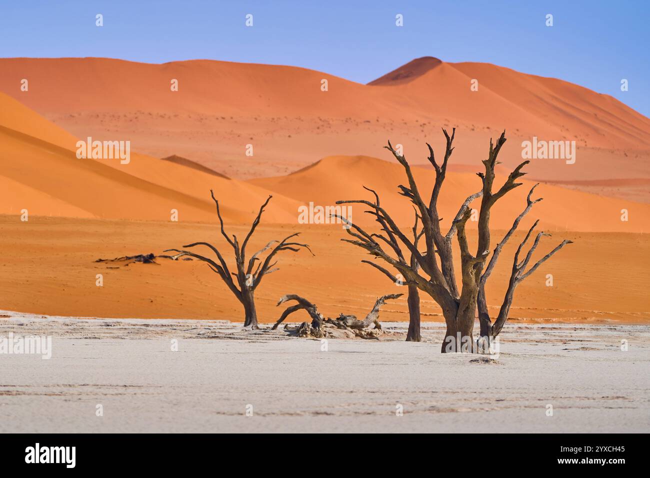 Plusieurs arbres morts, séchés et pétrifiés, une dune orange en arrière-plan, Deadvlei, Parc National de Sesriem, Namibie, Afrique. Banque D'Images