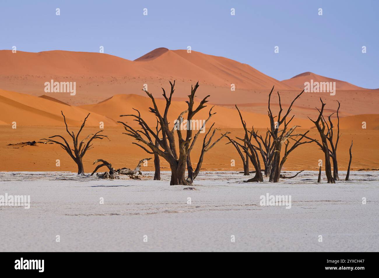 Plusieurs arbres morts, séchés et pétrifiés, une dune orange en arrière-plan, Deadvlei, Parc National de Sesriem, Namibie, Afrique. Banque D'Images