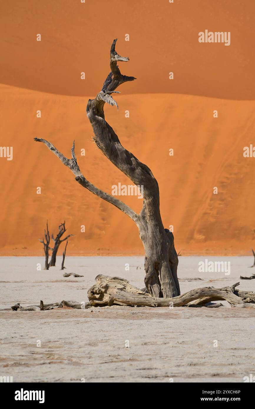 Arbres séchés et pétrifiés, au fond une dune orange, Deadvlei, Parc National de Sesriem, Namibie, Afrique Banque D'Images