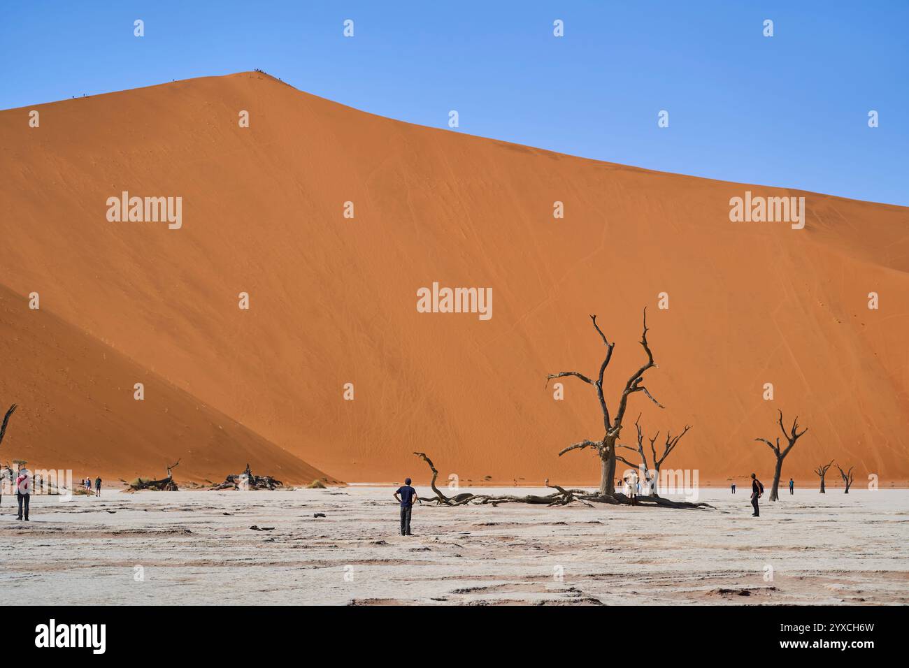 Deadvlei avec la dune Big Daddy en arrière-plan, plusieurs personnes marchant et pétrifiés arbres à Deadvlei, parc national de Sesriem, Namibie, Afrique. Banque D'Images