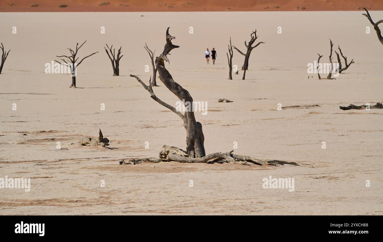 Arbres séchés et pétrifiés à Deadvlei, parc national de Sesriem, Namibie, Afrique, quelques personnes marchant à travers l'avion. Banque D'Images