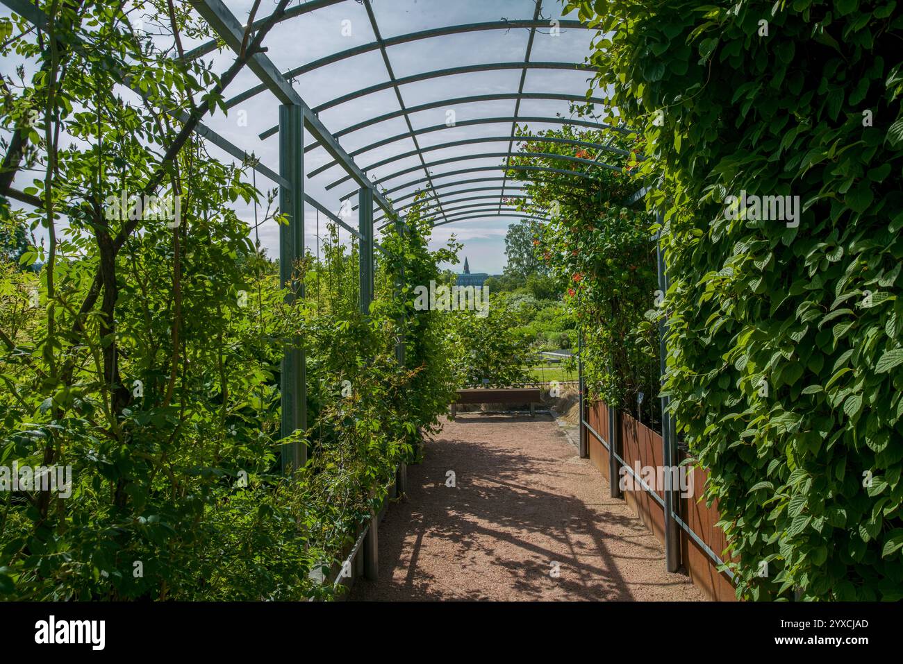 Floraison et plantes impressionnantes dans le jardin botanique de Kaisaniemi d'Helsinki. Éclats de pierre noire dans le parterre de fleurs.. Fantastique été finlandais Banque D'Images