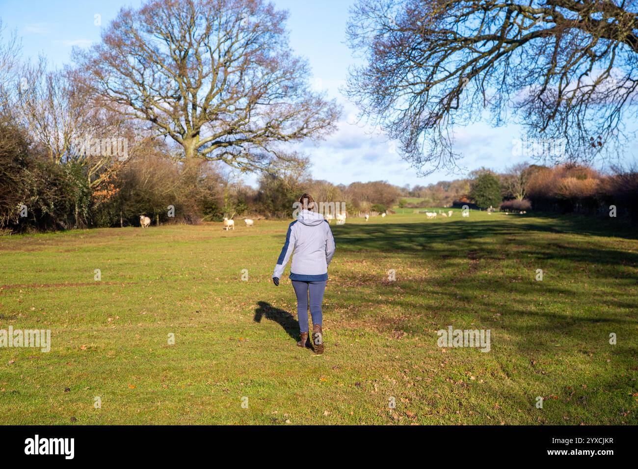 Femme marcheur marchant le sentier Millennium Way dans la campagne du Warwickshire entre Warwick et Kenilworth à travers des terres agricoles avec pâturage de moutons Banque D'Images