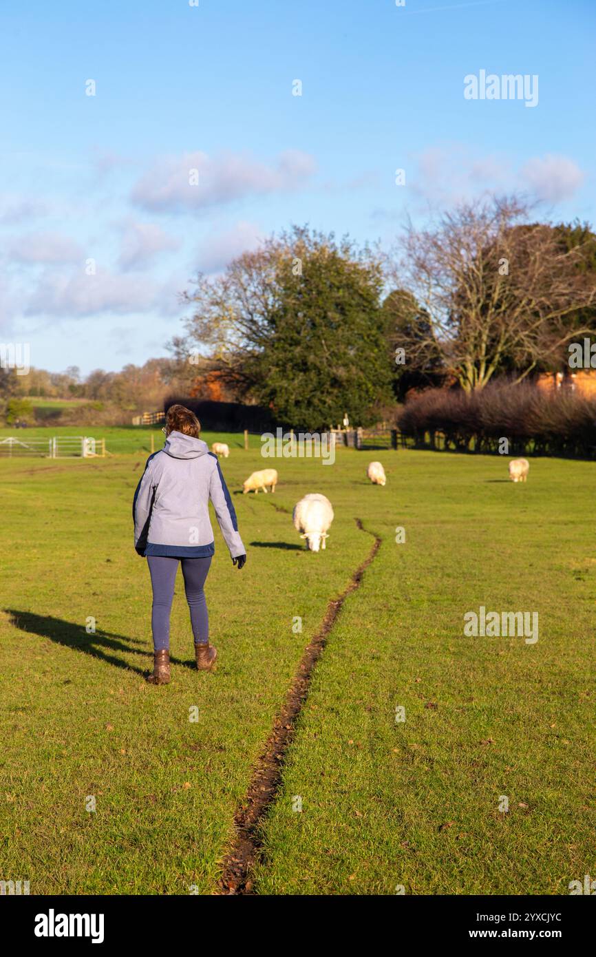Femme marcheur marchant le sentier Millennium Way dans la campagne du Warwickshire entre Warwick et Kenilworth à travers des terres agricoles avec pâturage de moutons Banque D'Images