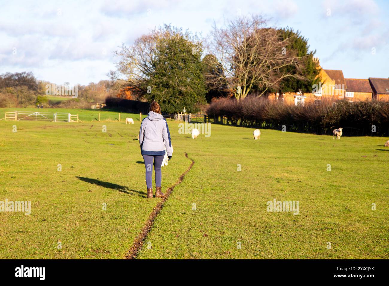 Femme marcheur marchant le sentier Millennium Way dans la campagne du Warwickshire entre Warwick et Kenilworth à travers des terres agricoles avec pâturage de moutons Banque D'Images