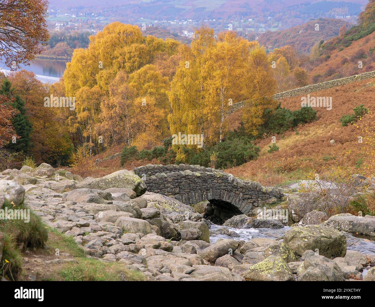 Bouleau argenté recouvert de feuilles jaunes dorées derrière Ashness Bridge en automne dans le Lake District anglais, novembre, Cumbria, Angleterre, Royaume-Uni Banque D'Images