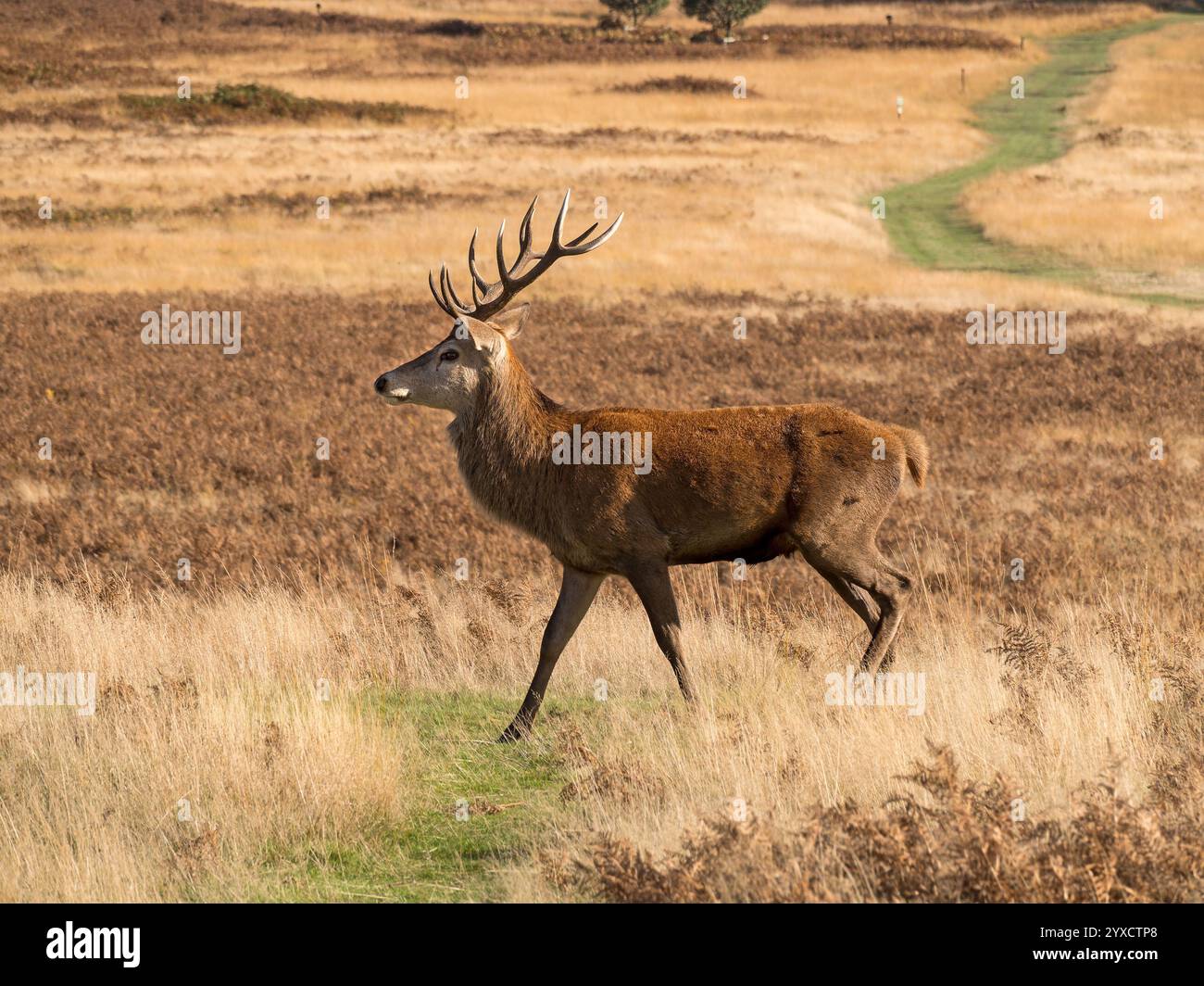 Cerf mâle adulte de Red Deer (Cervus elaphus) avec Antlers et plusieurs plaies de ponction de l'ornière, Bradgate Park, Leicestershire, Angleterre, Royaume-Uni Banque D'Images