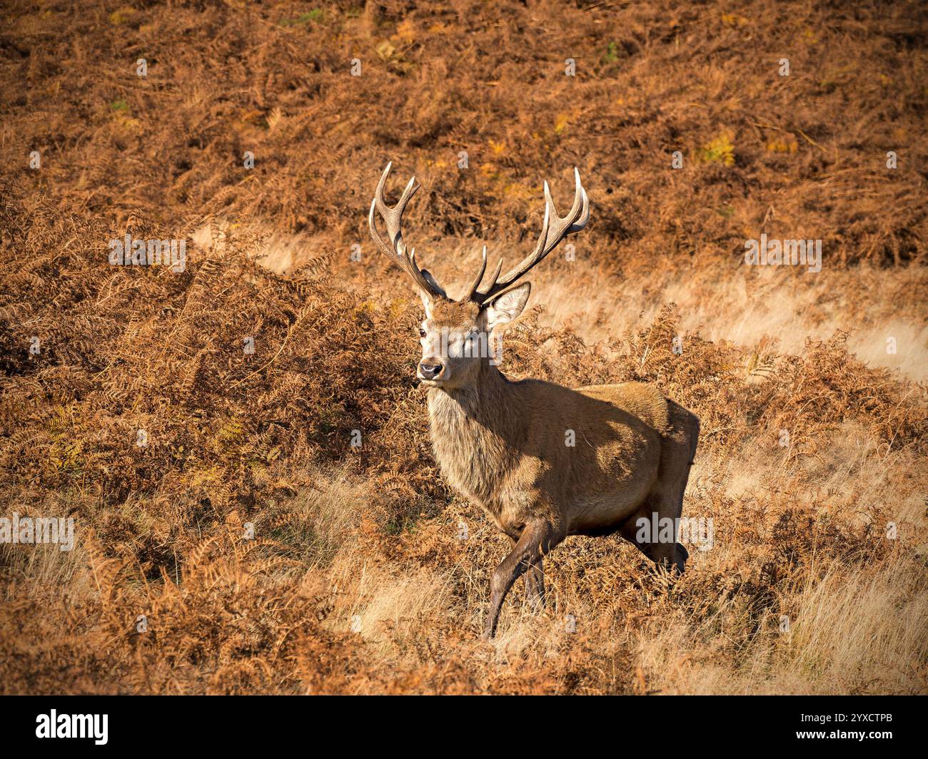 Cerf mâle adulte de cerf rouge (Cervus elaphus) avec Antlers à Bradgate Park, Leicestershire, Angleterre, Royaume-Uni Banque D'Images