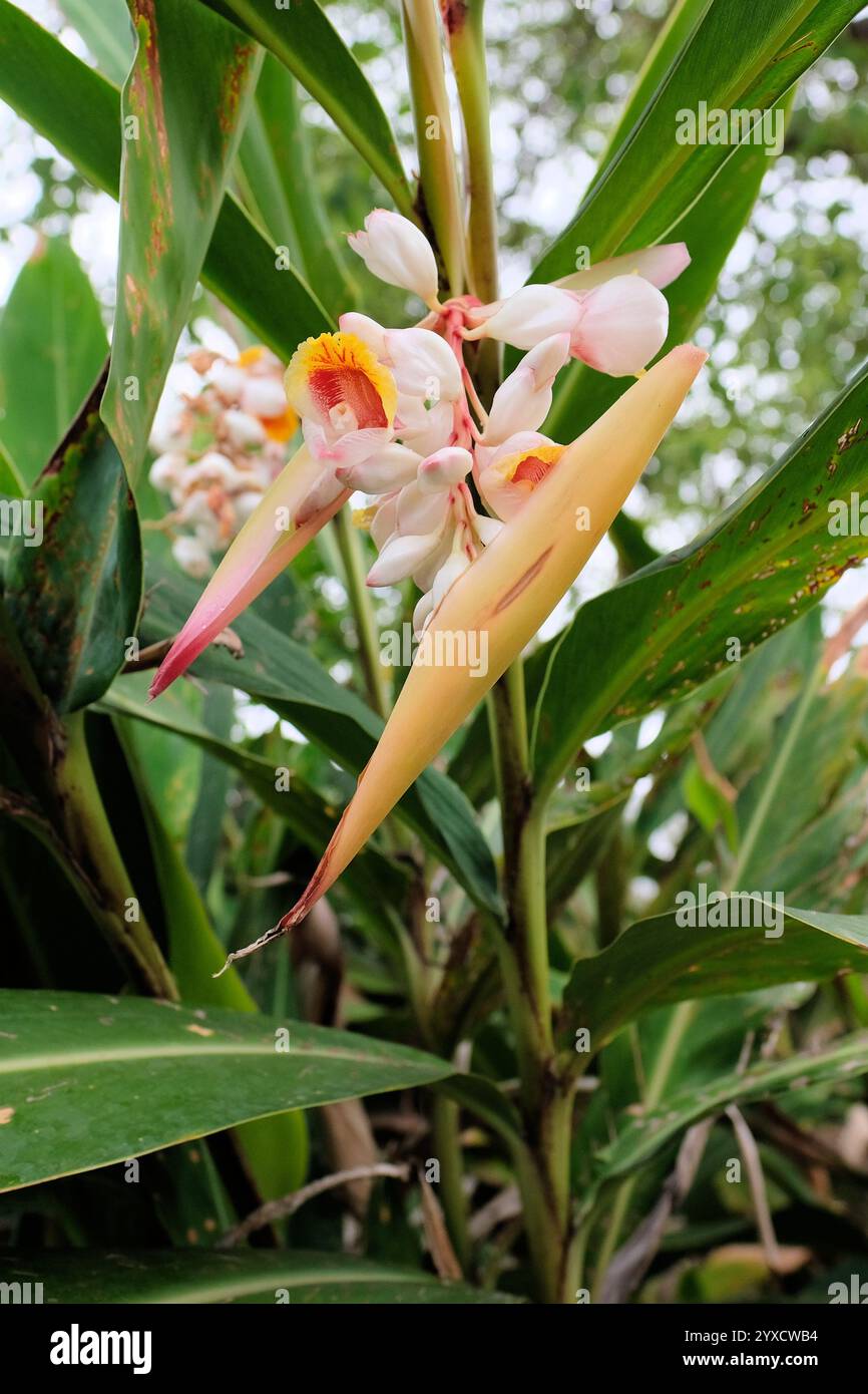 Plante de gingembre Alpinia Zerumbet variegata fleurie avec de longues lames de feuilles et des fleurs blanches et roses. Banque D'Images