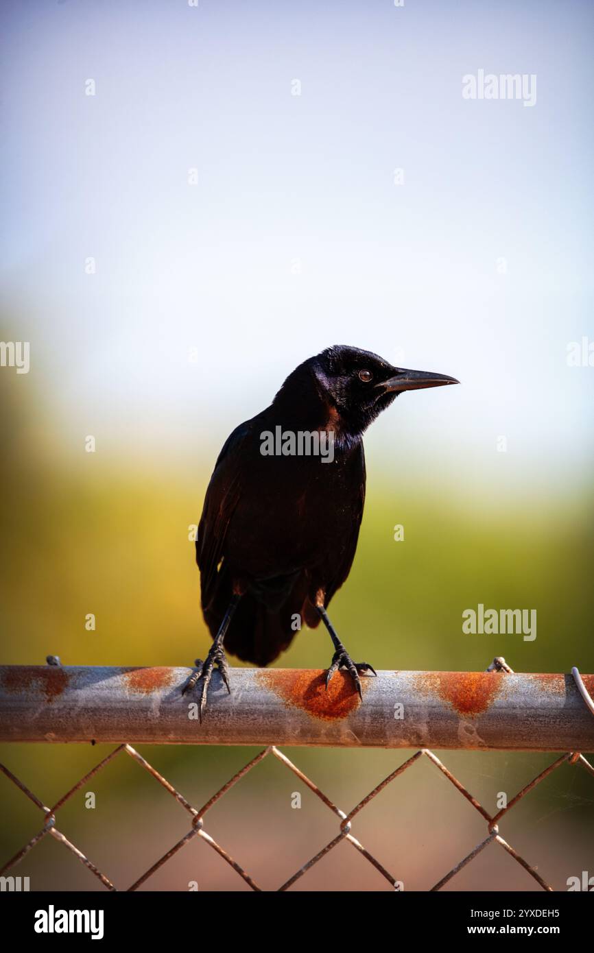 Un grackle à queue de bateau (Quiscalus Major) dans le parc national des Everglades, Floride Banque D'Images