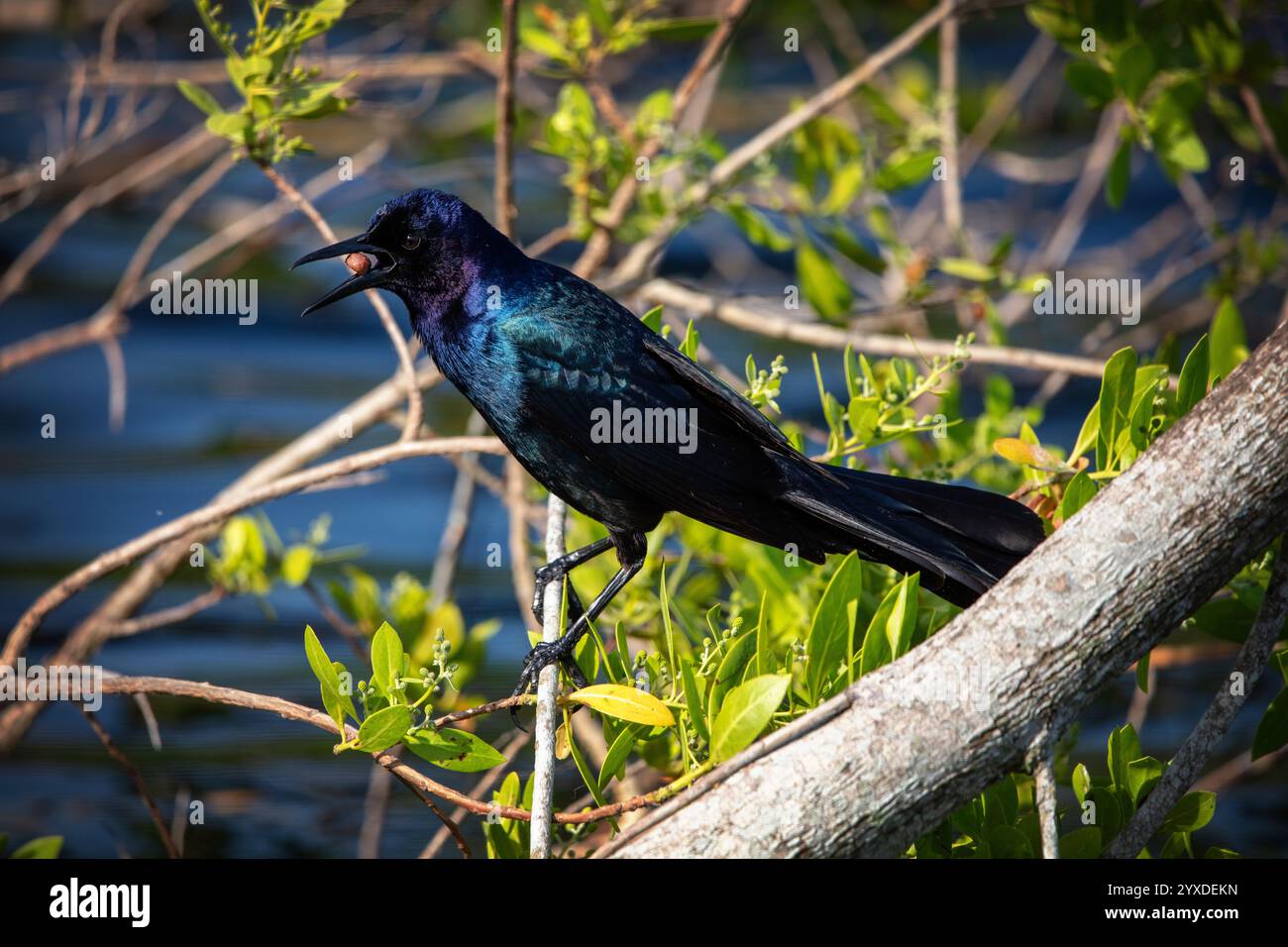 Un grackle à queue de bateau (Quiscalus Major) dans le parc national des Everglades, Floride Banque D'Images