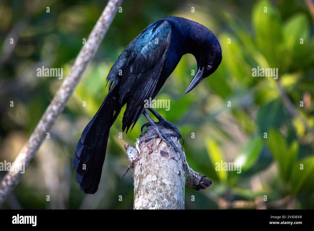 Un grackle à queue de bateau (Quiscalus Major) dans le parc national des Everglades, Floride Banque D'Images