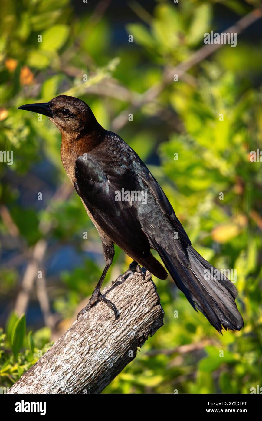 Un grackle femelle à queue de bateau (Quiscalus major) dans le parc national des Everglades, en Floride Banque D'Images
