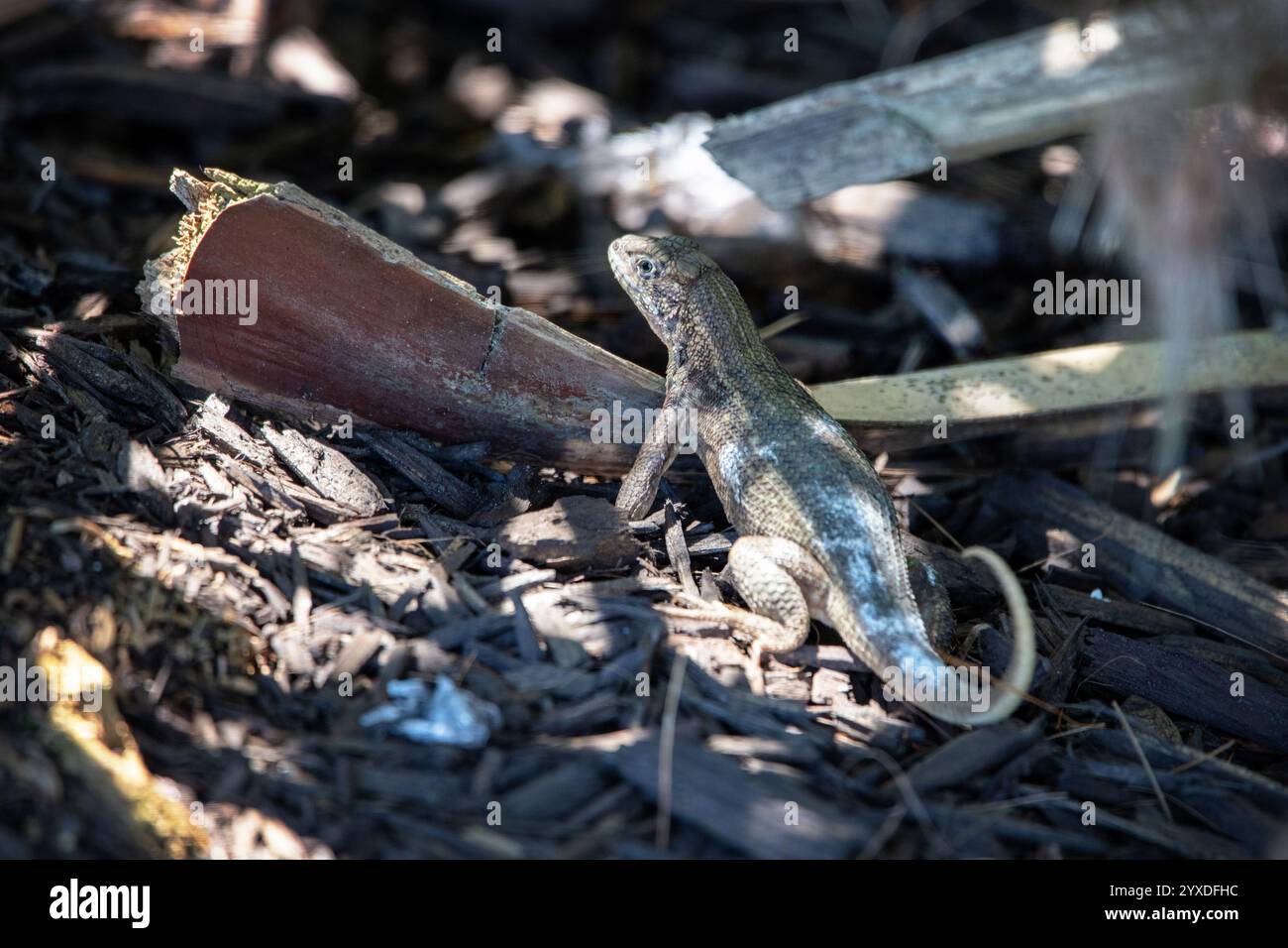 Lézard à queue bouclée du Nord (Leiocephalus carinatus) sur l'île Marco, en Floride Banque D'Images