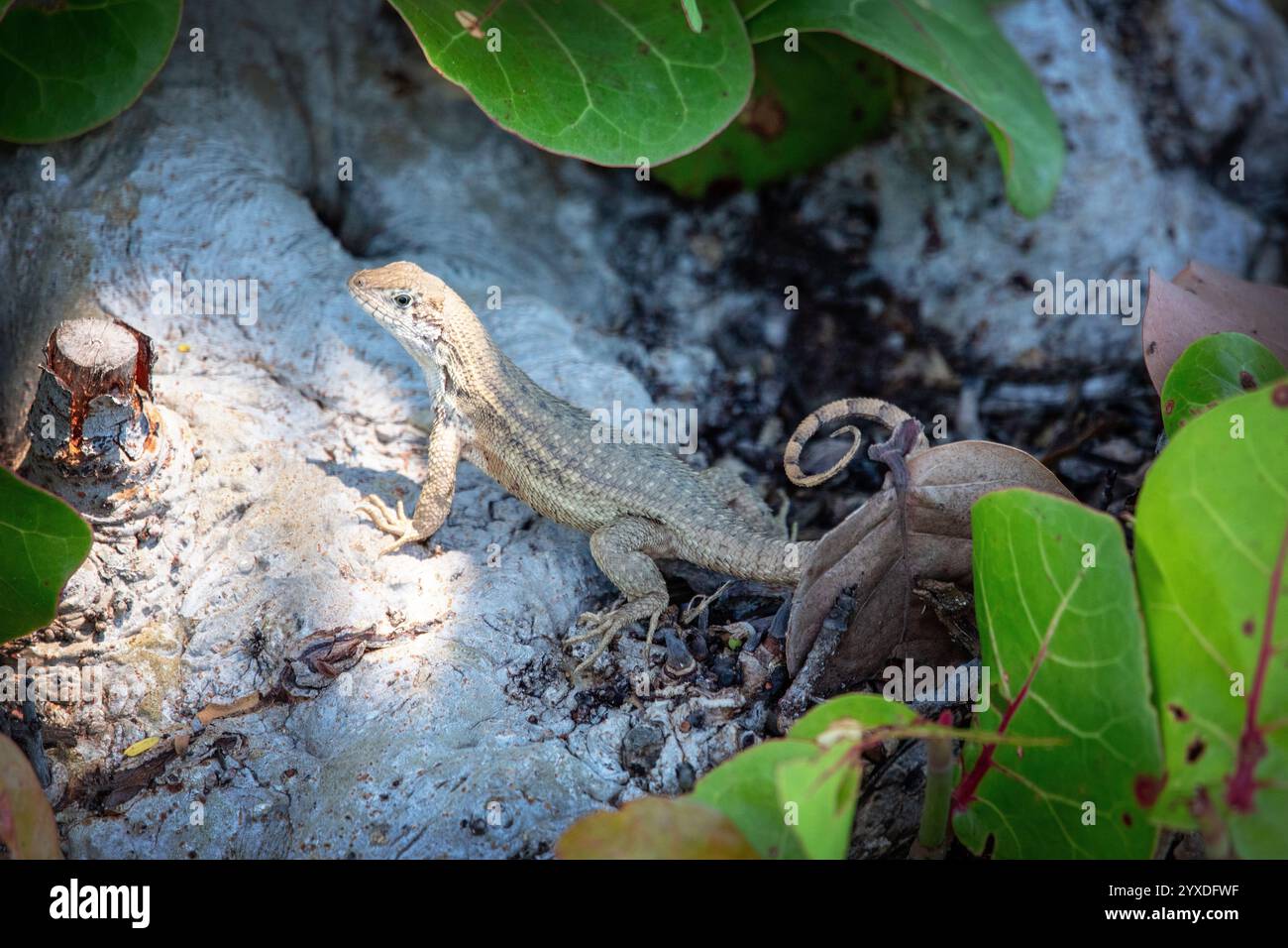 Lézard à queue bouclée du Nord (Leiocephalus carinatus) sur l'île Marco, en Floride Banque D'Images