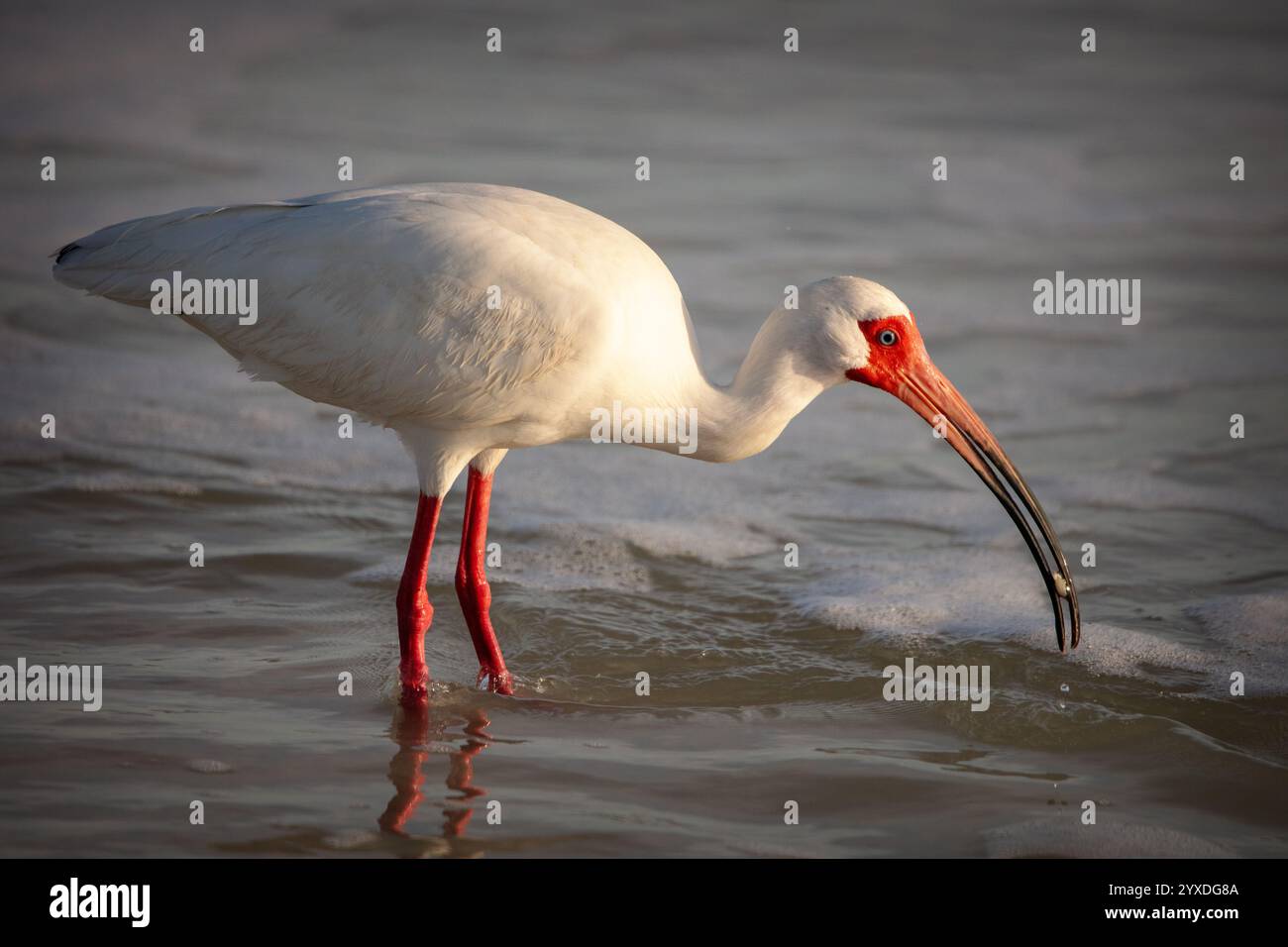 Ibis blanc américain (Eudocimus albus) chassant les crabes émérites ou les crabes de sable sur la plage de Tigertail, Marco Island, Floride Banque D'Images