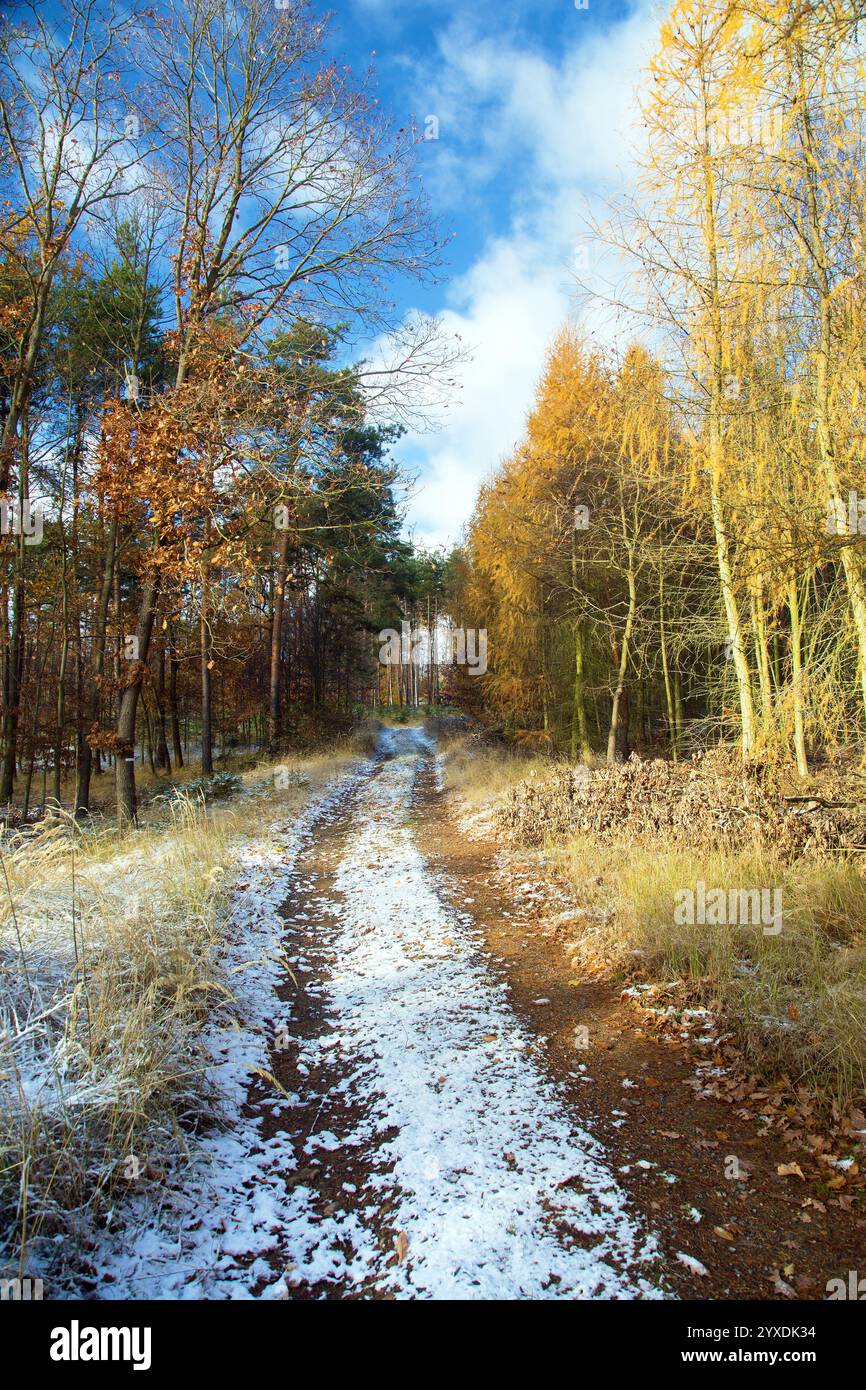 Route forestière, automne et vue d'hiver avec des arbres paysage boisé Banque D'Images