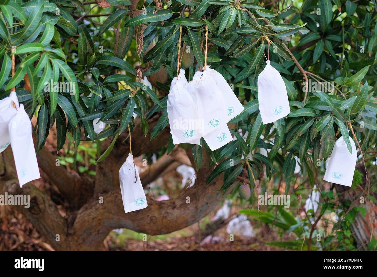 Ensachage de mangue utilisé pour prévenir les maladies et contrôler les insectes nuisibles ainsi que les frottements et les dommages entre les fruits améliorant la douceur de surface ; mangues. Banque D'Images