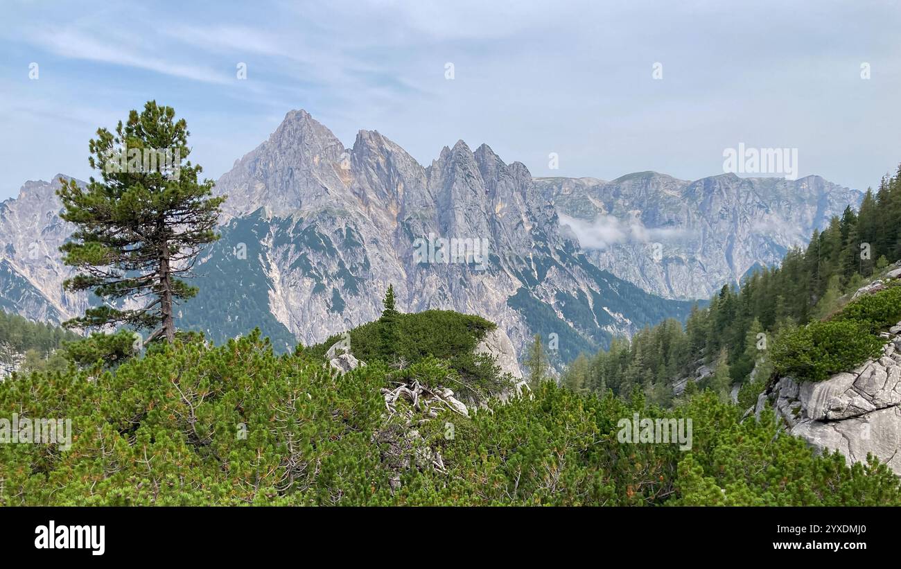 PIN suisse (Pinus cembra) au parc national de Berchtesgaden avec Stadelhorn, Muehlsturzhorn, Grunduebelhorn et la chaîne de montagnes Reiter Alm, Bavière, G. Banque D'Images