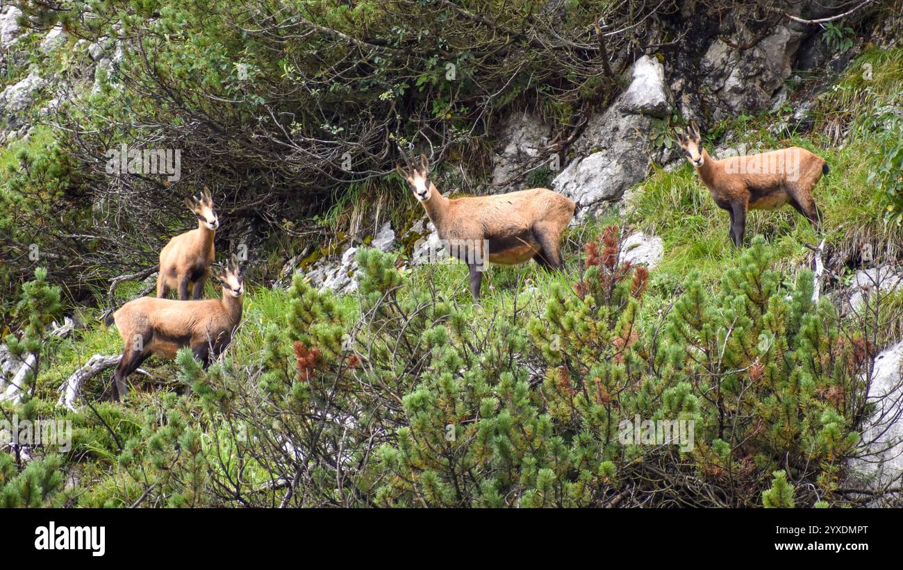 Famille de chamois alpins (Rupicapra rupicapra) à l'état sauvage entre pins nains de montagne (Pinus mugo), vu dans les alpes bavaroises, Berchtesgaden national Banque D'Images
