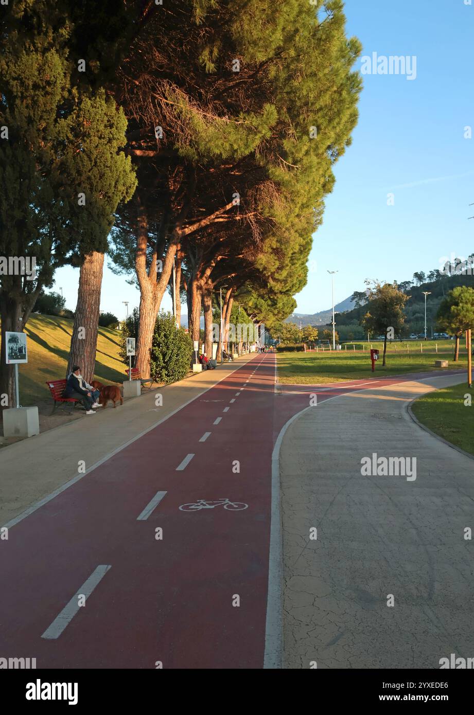 Piste cyclable dans le parc parmi les pins en Ligurie, Italie. Tourisme et loisirs. Sport et santé. Coucher de soleil en été. Banque D'Images