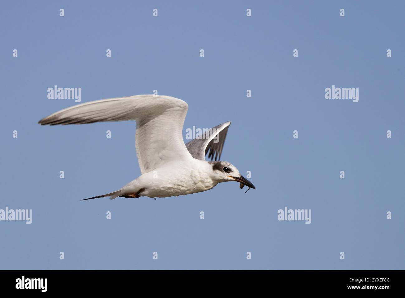 Terne de Forster (Sterna forsteri) volant avec un poisson fraîchement pêché au parc régional de Coyote Hills Alameda County California. Banque D'Images