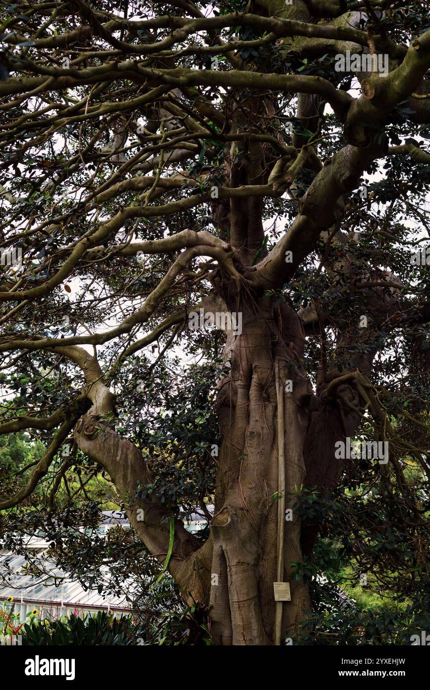 Figue Port Jackson, détails des arbres, jardins botaniques royaux de Sydney Banque D'Images