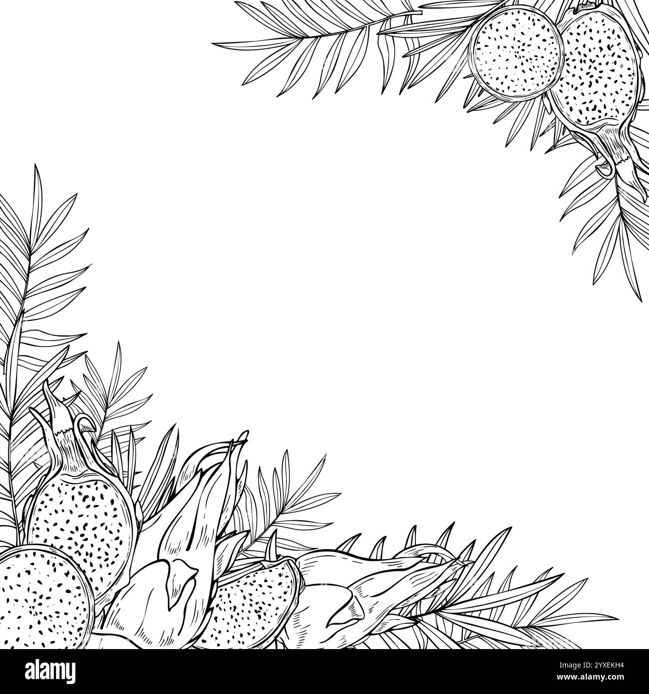 Monochrome pitahaya dragon fruit et feuilles tropicales cadre carré graphique avec espace de copie pour le texte. Tranches de fruits, dessin de gravure vectorielle de plantes. Illustration de Vecteur