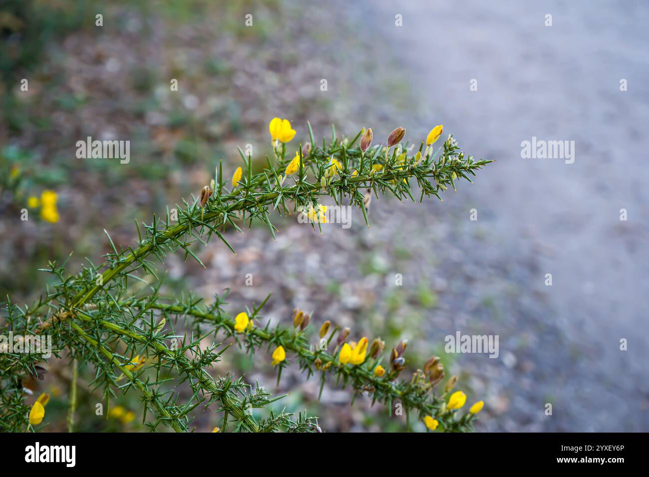 Photo d'une branche d'ajonc pris en macro lors d'une balade Banque D'Images