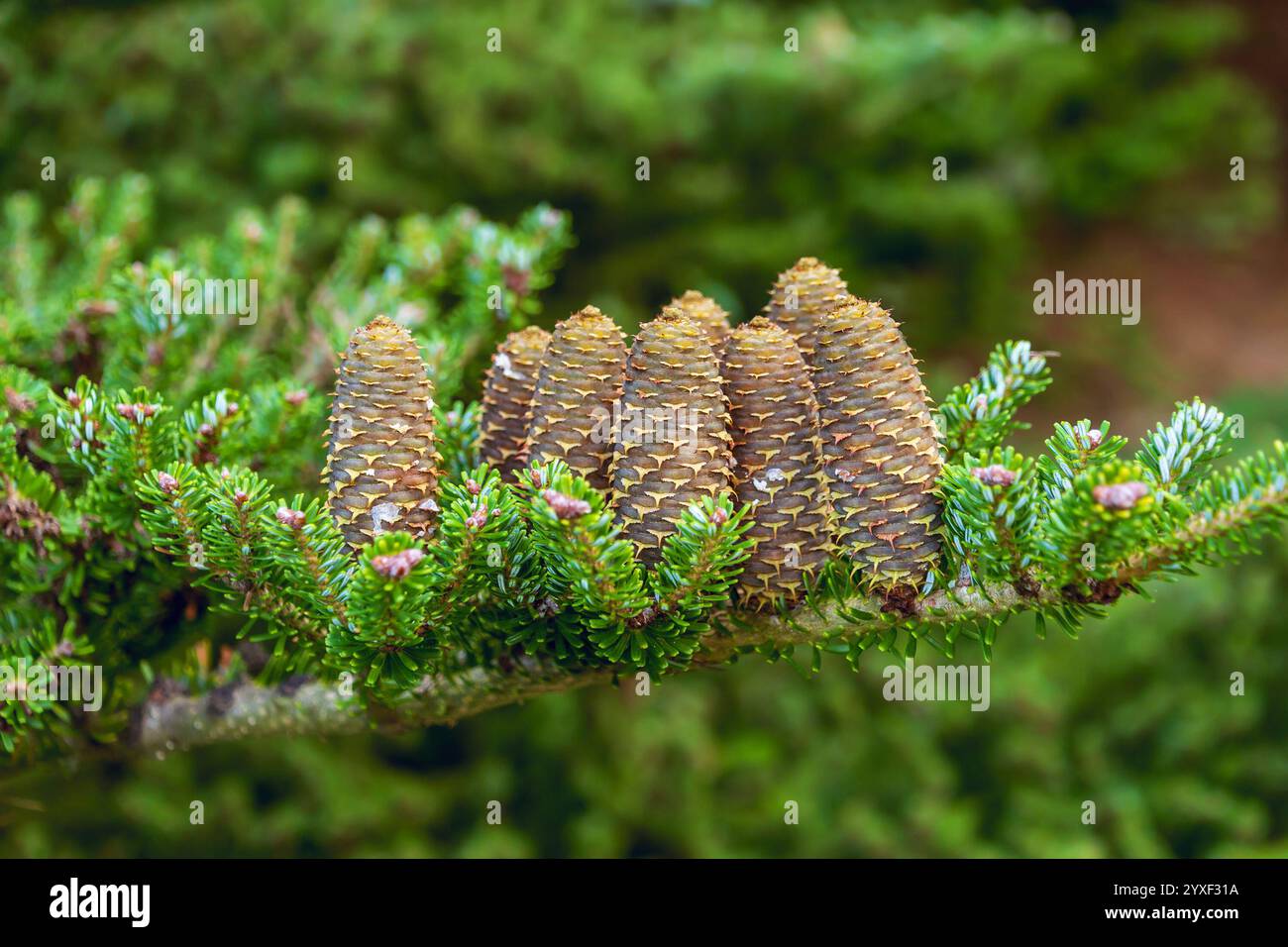 Cônes d'Abies koreana. Le sapin coréen. conifères à feuilles persistantes. Banque D'Images
