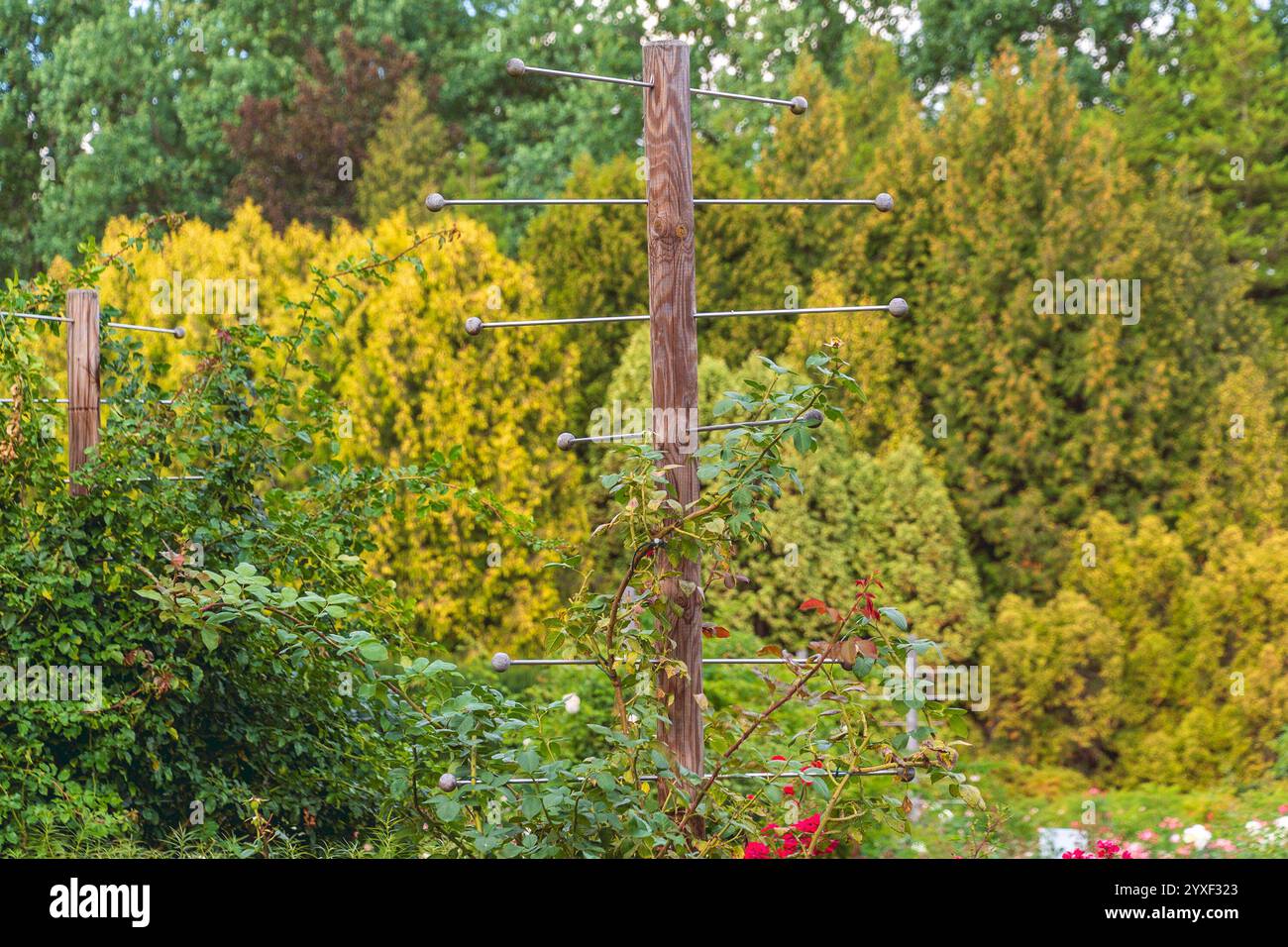 Scène de jardin avec un treillis en bois avec des tiges horizontales soutenant les plantes grimpantes, entouré d'une végétation luxuriante. Banque D'Images