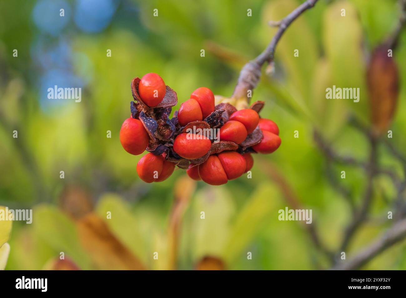 Fruits rouges de Magnolia loebneri. Le petit arbre à fleurs feuillus compact à plusieurs tiges Banque D'Images