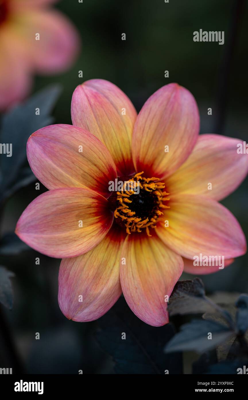 Dahlia de jardin rose pêche avec feuillage foncé dans une lumière naturelle douce Banque D'Images