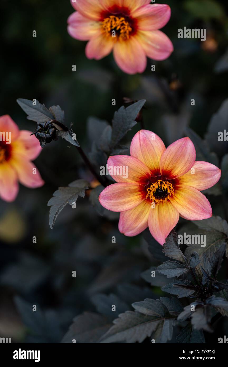 Dahlias de jardin couleur pêche avec feuillage foncé dans une lumière naturelle douce Banque D'Images