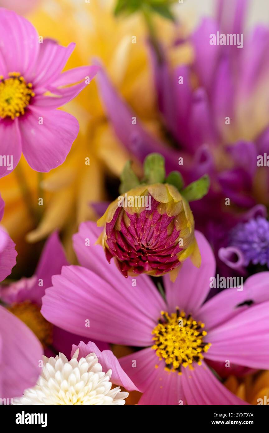 Dahlia bourgeon dans le jardin bouquet frais Banque D'Images