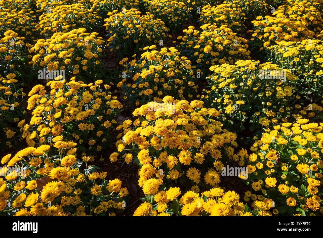 Champ de marguerites jaunes Chrysanthemum fleuriste cultivé dans l'exposition de fleurs - fond de nature florale Banque D'Images
