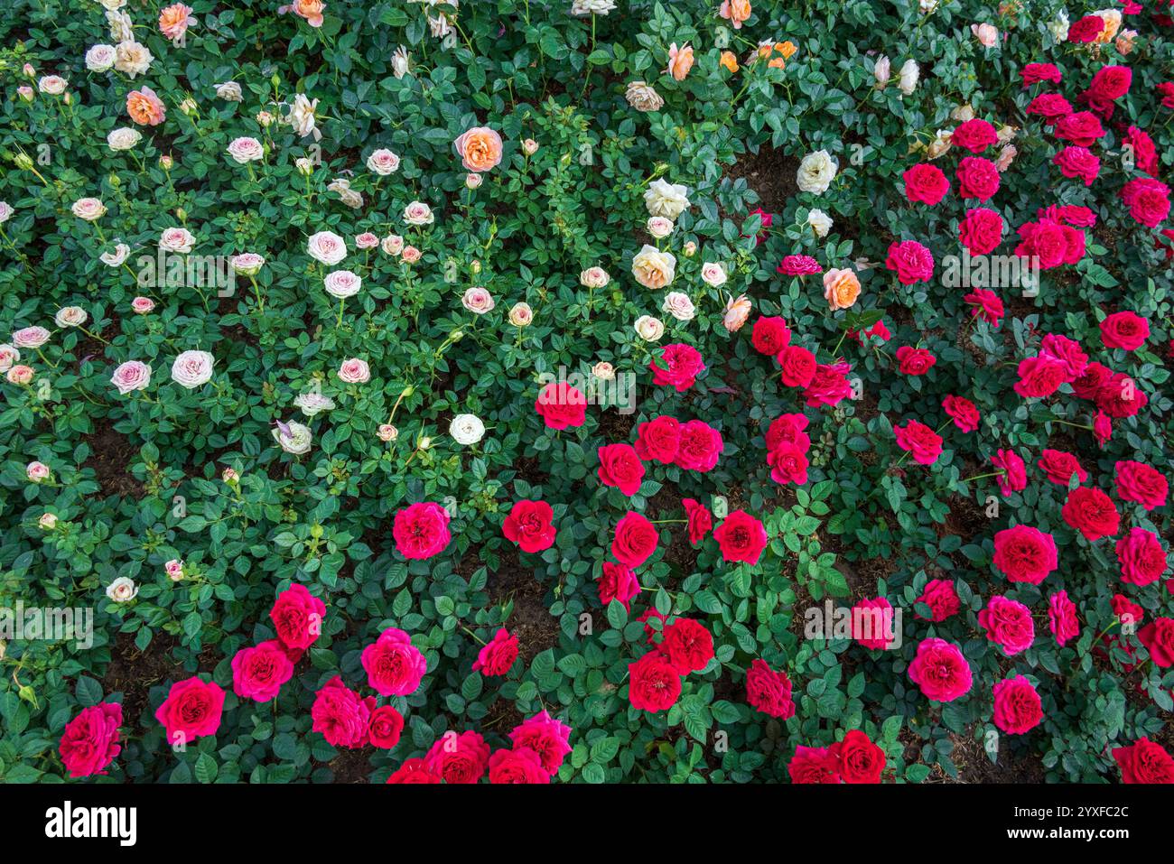 Arbustes roses rose clair et rouge mélangés dans le champ cultivé dans l'exposition de fleurs - fond de nature florale Banque D'Images
