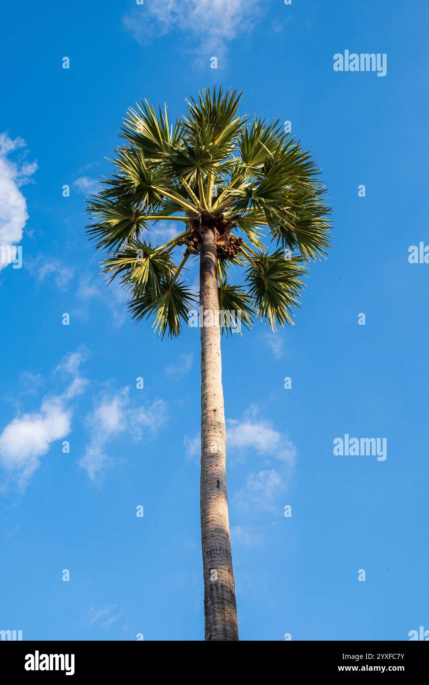 Tall Toddy Palm ou Palmyra Palm ou Sugar Palm contre ciel bleu tropical à Phuket, Thaïlande, vertical Banque D'Images
