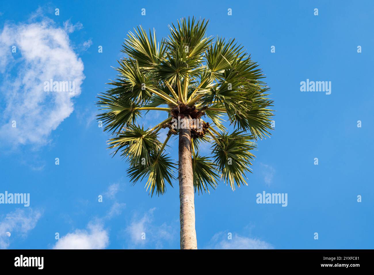 Palmier en peluche ou palmier palmier ou palmier à sucre contre ciel bleu tropical à Phuket, Thaïlande Banque D'Images
