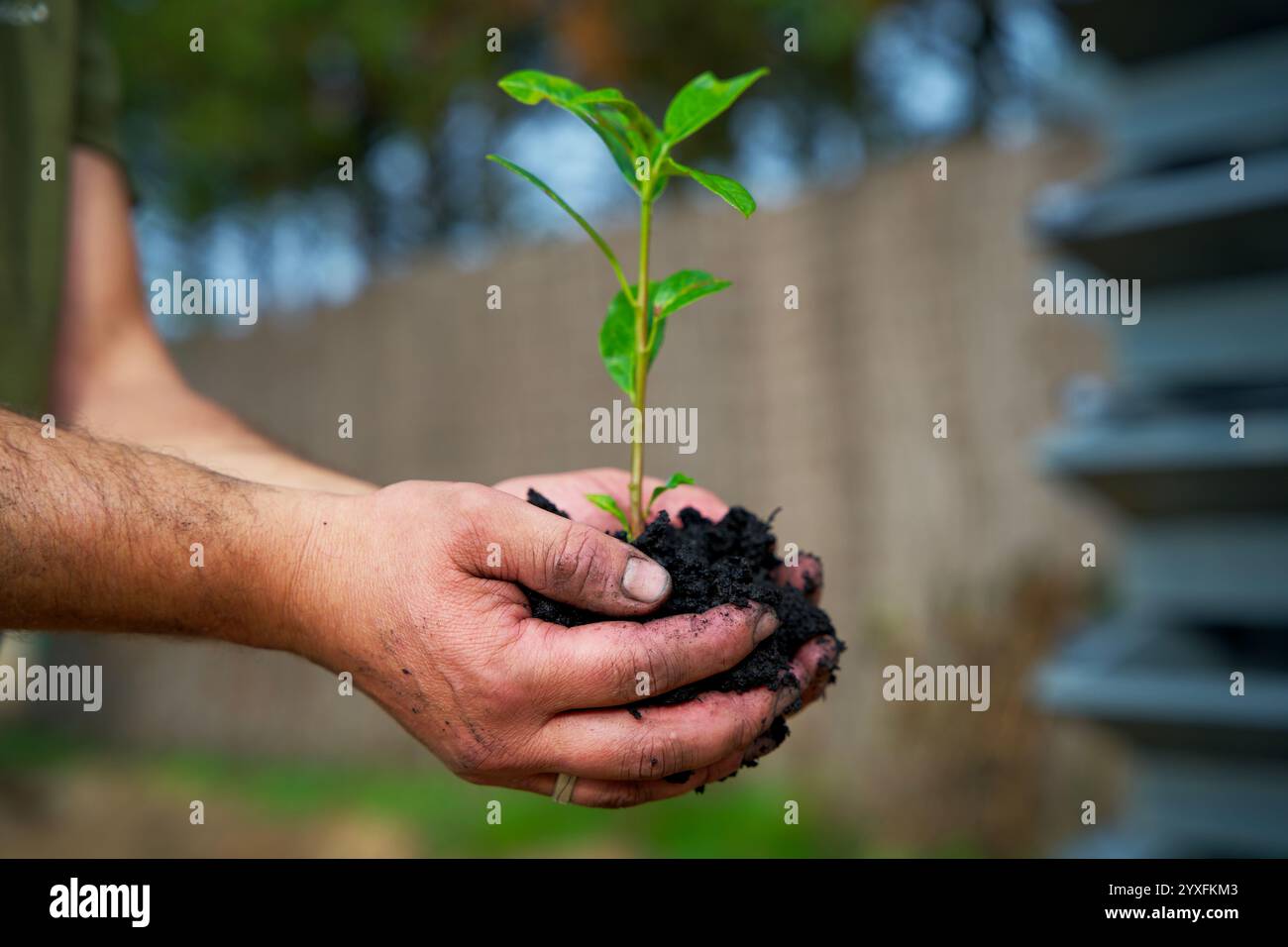 Agriculture de carbone, compost, terreau, tenir, culture, saison, substrat, environnement, naturel, saleté, deux mains tenant, durabilité, bio-soin, Banque D'Images