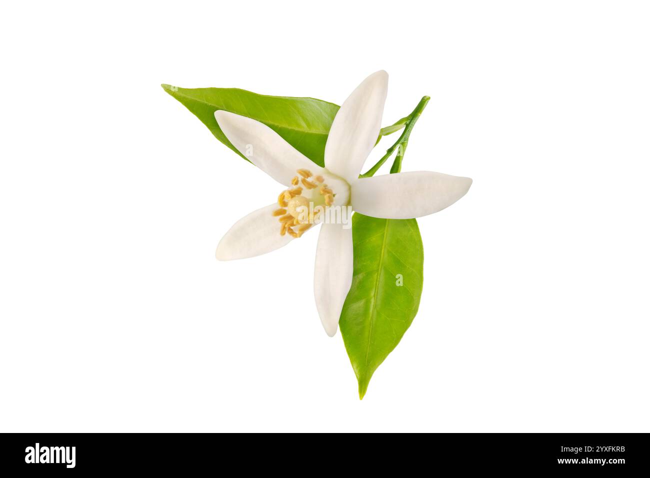 Fleur d'oranger avec des feuilles en gros plan isolé sur blanc. Fleur de néroli. Douce fleur de parfum. Pétales blancs et étamines jaunes. Banque D'Images