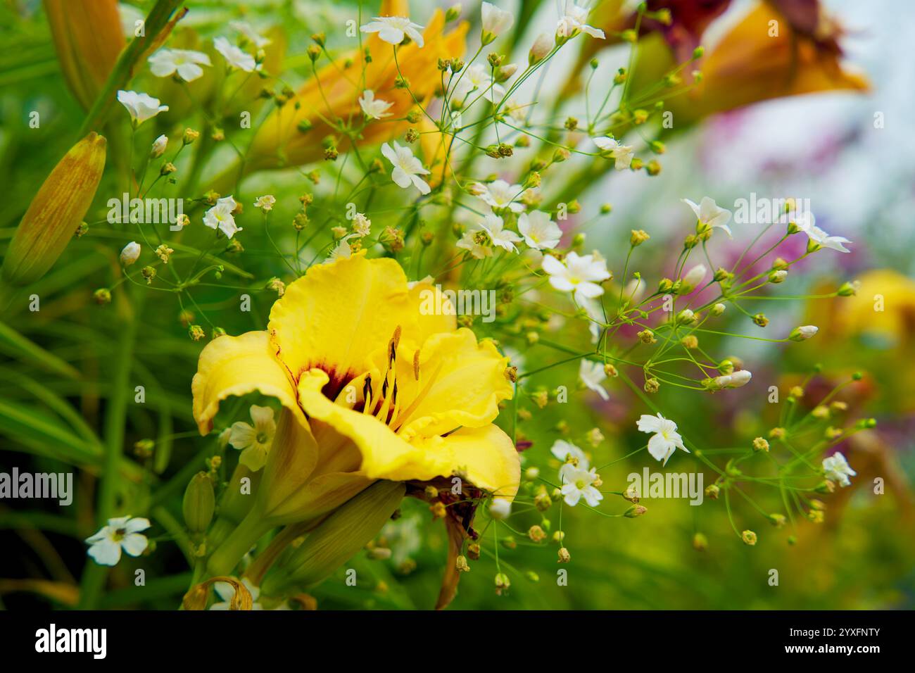 Jardin à façade verte verticale. Mur vivant pour le verdissement urbain. Stimuler la biodiversité et l’adaptation au climat avec le jardinage vertical. Banque D'Images