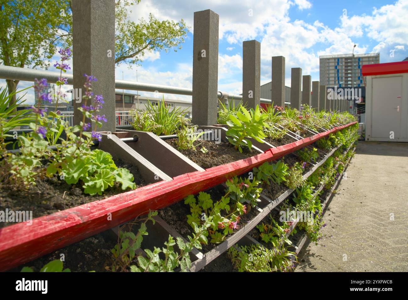 Jardin à façade verte verticale. Mur vivant pour le verdissement urbain. Stimuler la biodiversité et l’adaptation au climat avec le jardinage vertical. Banque D'Images