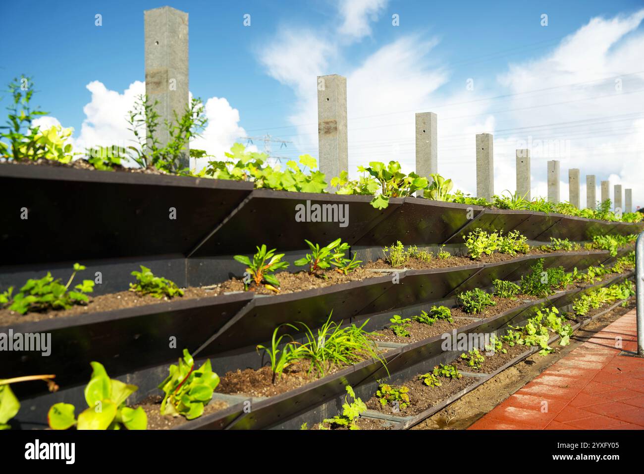 Jardin à façade verte verticale. Mur vivant pour le verdissement urbain. Stimuler la biodiversité et l’adaptation au climat avec le jardinage vertical. Banque D'Images
