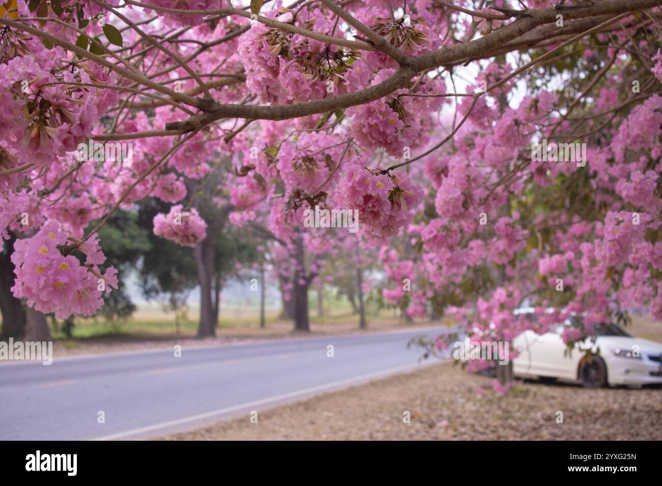 Les fleurs d'arbre de trompette rose à l'Université Kasetsart, Kamphaeng Saen Campus, Nakhon Pathom, sont en pleine floraison pendant 2-3 périodes, autour de février - mars Banque D'Images