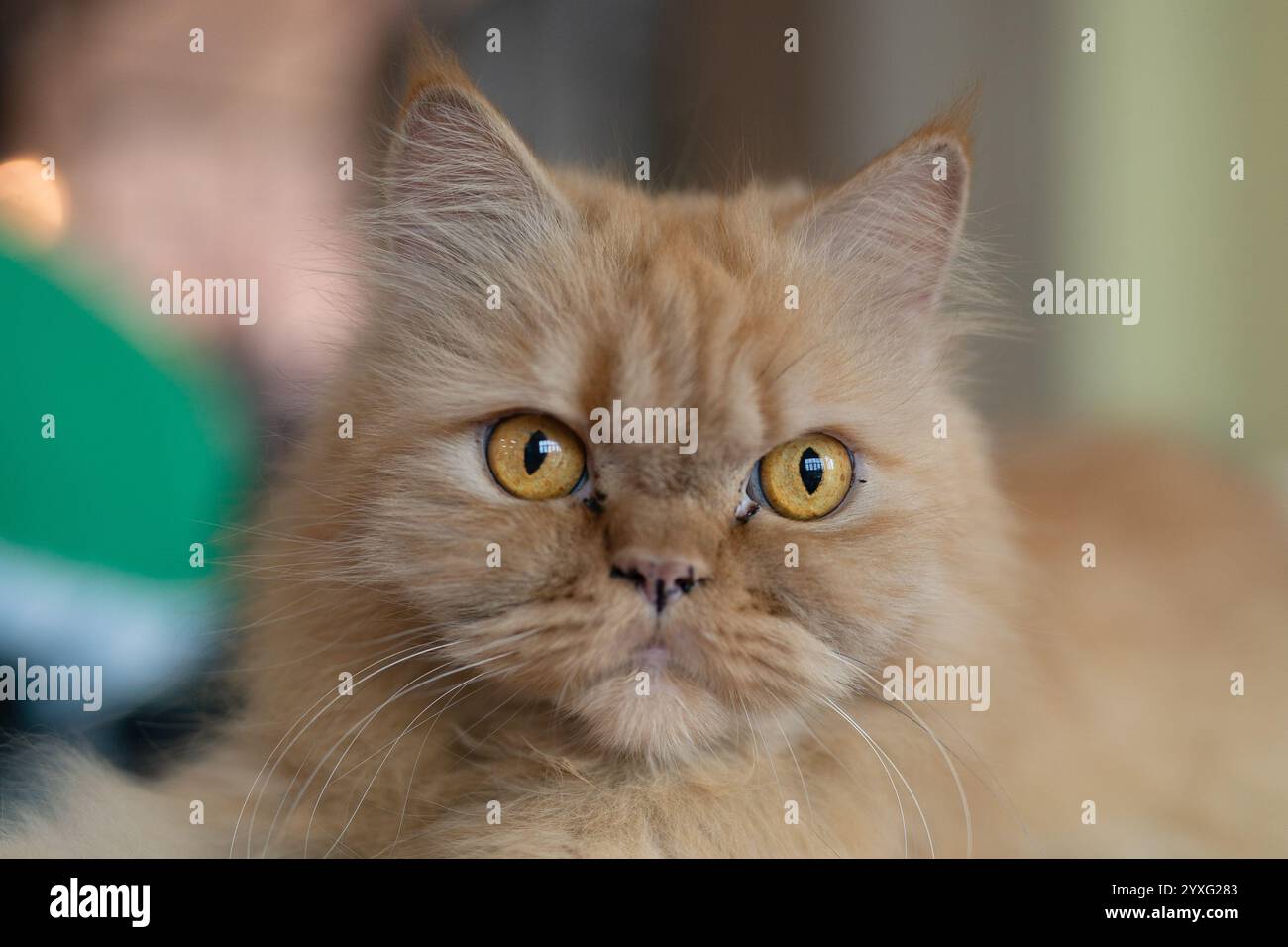 Portrait d'un chat persan de couleur dorée Banque D'Images