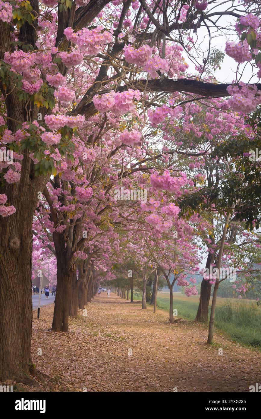 Les fleurs d'arbre de trompette rose à l'Université Kasetsart, Kamphaeng Saen Campus, Nakhon Pathom, sont en pleine floraison pendant 2-3 périodes, autour de février - mars Banque D'Images